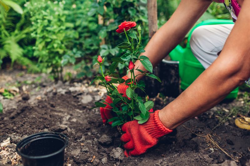 Bush Planting Service in Honolulu, HI