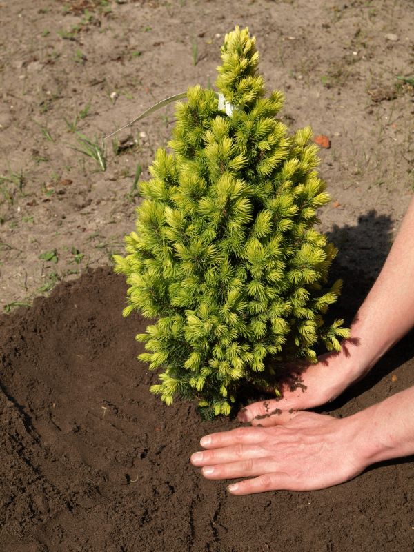 Japanese Maple Planting in Ventura County, CA