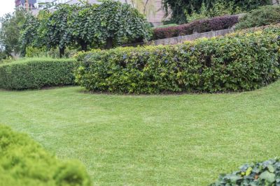 Improved Grass Density