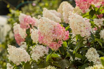 Soil Health Improvement