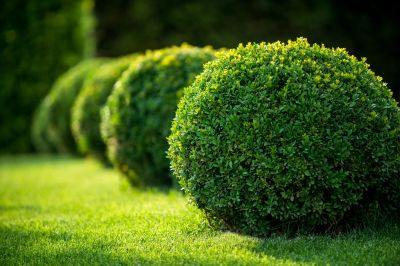 Healthy and Vibrant Shrubs