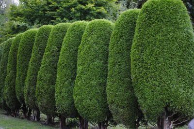Pruned for Aesthetic Appeal