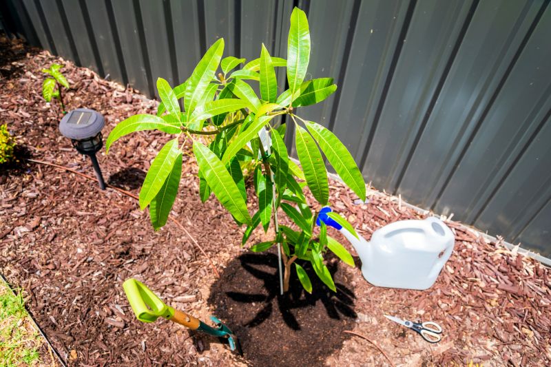 Ornamental Tree Planting in Honolulu, HI