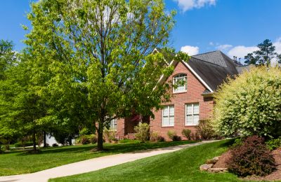 Tree Health and Vitality