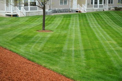Preventing Lawn Diseases