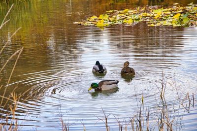 Habitat for Wildlife