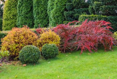 Pest and Disease Prevention